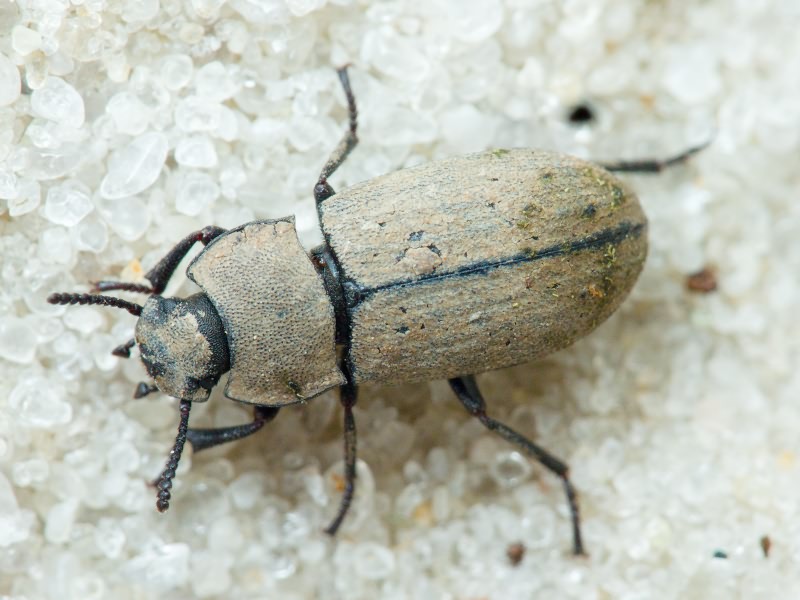 Tenebrionidae Latreille, 1802